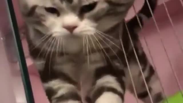 smart cats