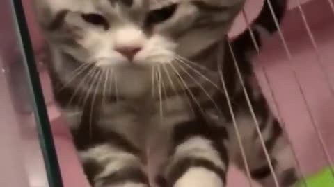 smart cats