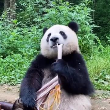Panda eat, funny