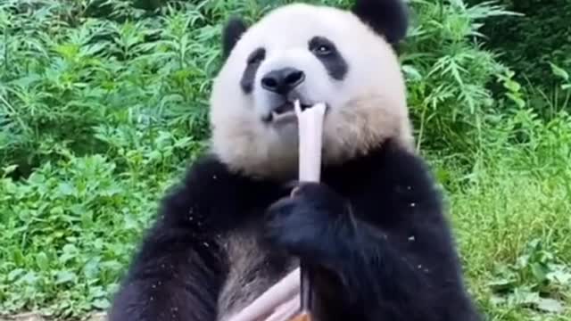 Panda eat, funny