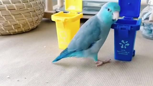 Watch how he puts the colors in place ،Parrot training🤩