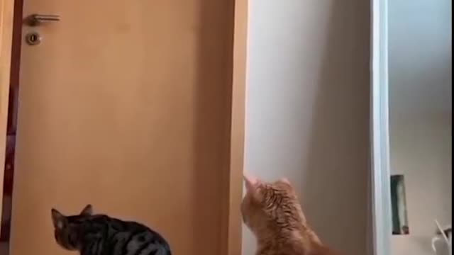 Funniest and cutest cats reaction