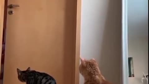 Funniest and cutest cats reaction