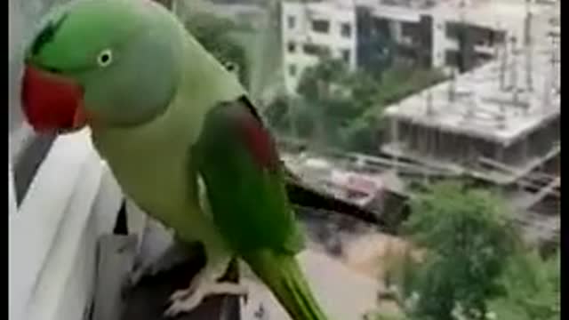 Parrot Left in lockdown time Mumbai