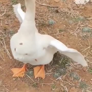 Funny Animal videos 😁😂