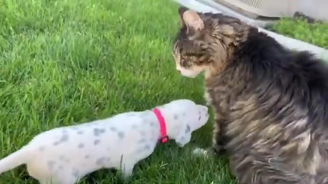 Sweet Dalmatian puppy meets gentle & loving cat