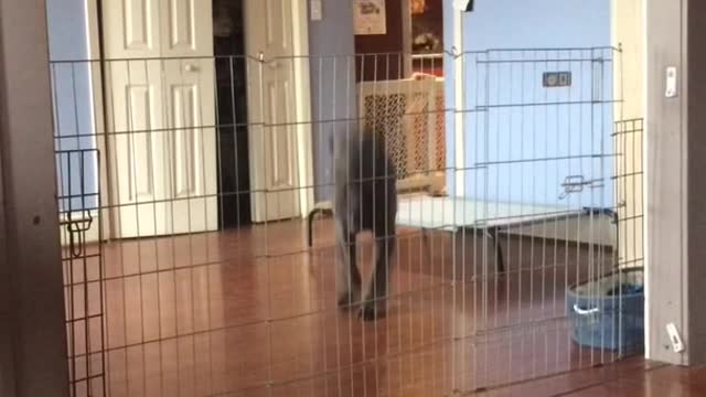 Grey lab jumps over fence inside home in slomo