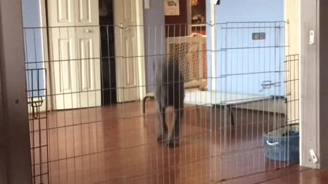 Grey lab jumps over fence inside home in slomo