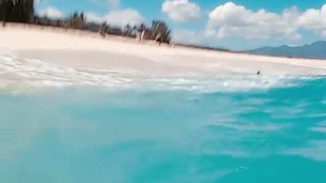 Disguised Fish Fools Diver