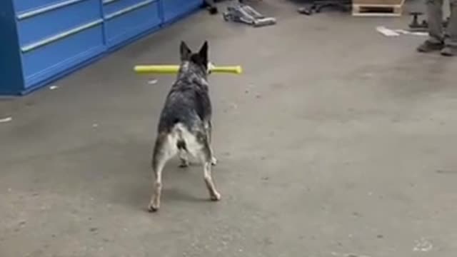 the dog literally hit the ball?