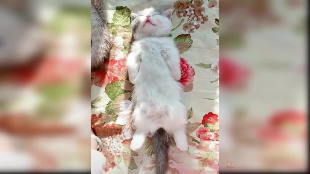 Baby Cats - Cute and Funny Cat Videos Compilation 2021