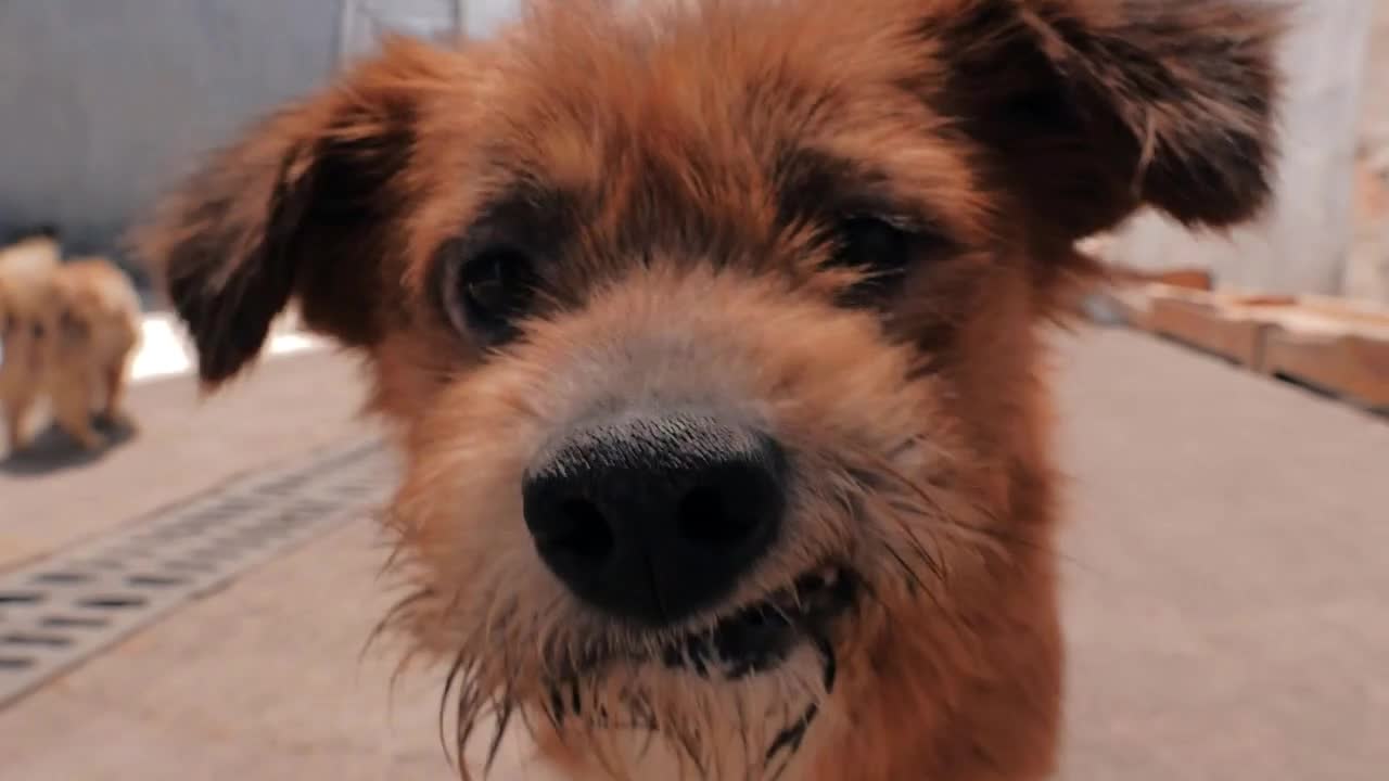 Portrait of stray abandoned dog following camera