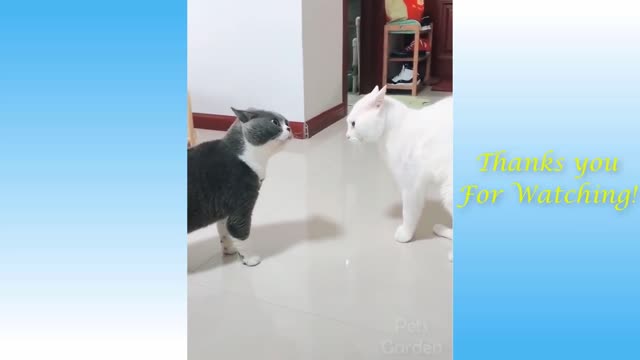 Funny animals and cute little pets