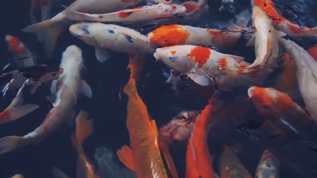 Colored fish| calming sound | beautiful fish video