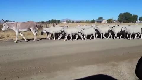 This Is Why Donkeys Kill Other Animals