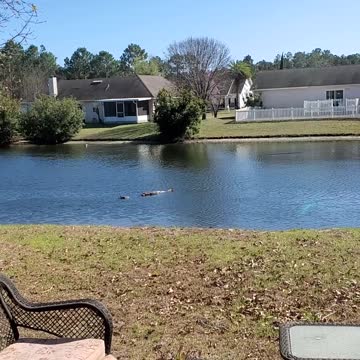 "OMG is it an Alligator"