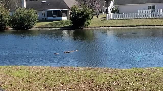 "OMG is it an Alligator"