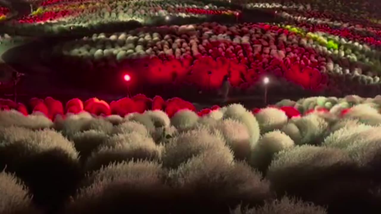 Kochia light at night