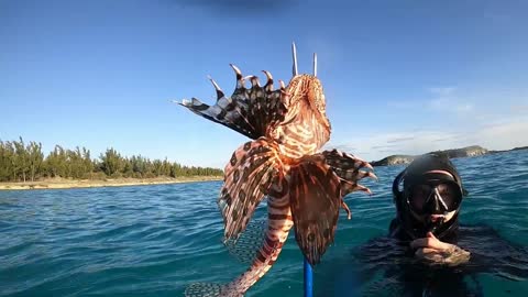 Shane gets a Lionfish!