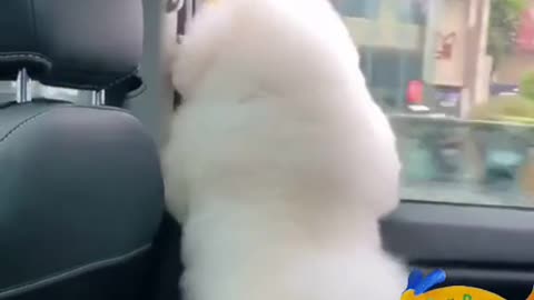 Happy Dog Feet