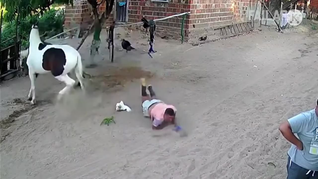 funny animals video