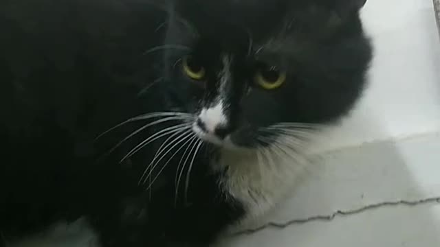 cat cat cat cat cat cote cot