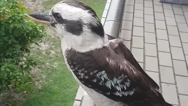 Kookaburras enjoying the rainy weather in the balcony