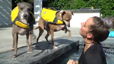 Teaching My Dogs How to Swim