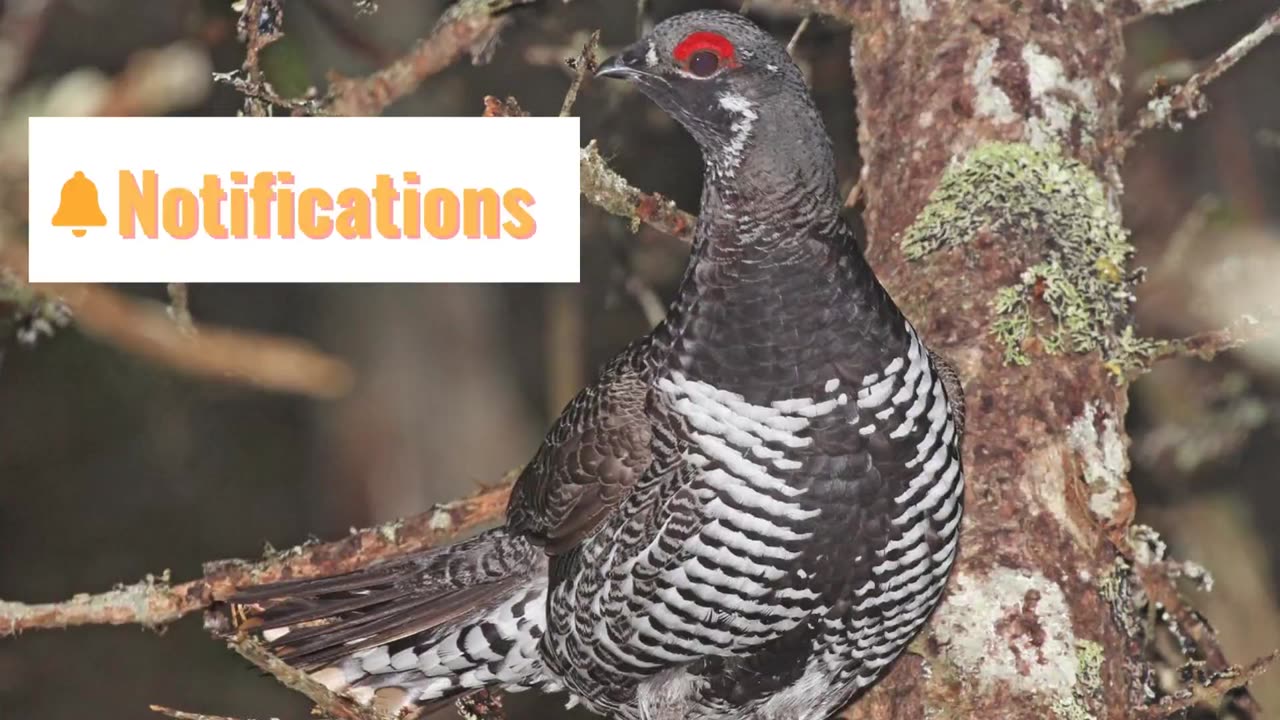 Spruce Grouse Sound Video