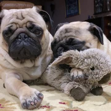 Pugs After Dinner Just Before Playtime