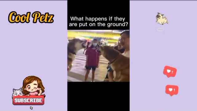 Funny dogs & cats 2021