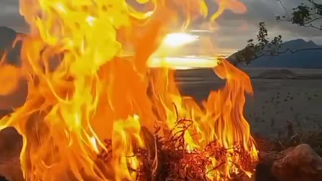 La zarza ardiente