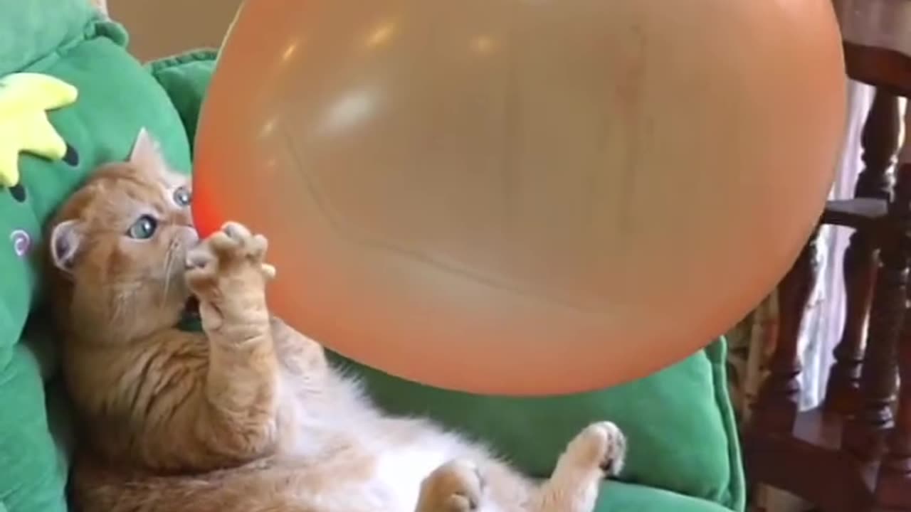 Funny cat bursting balloon