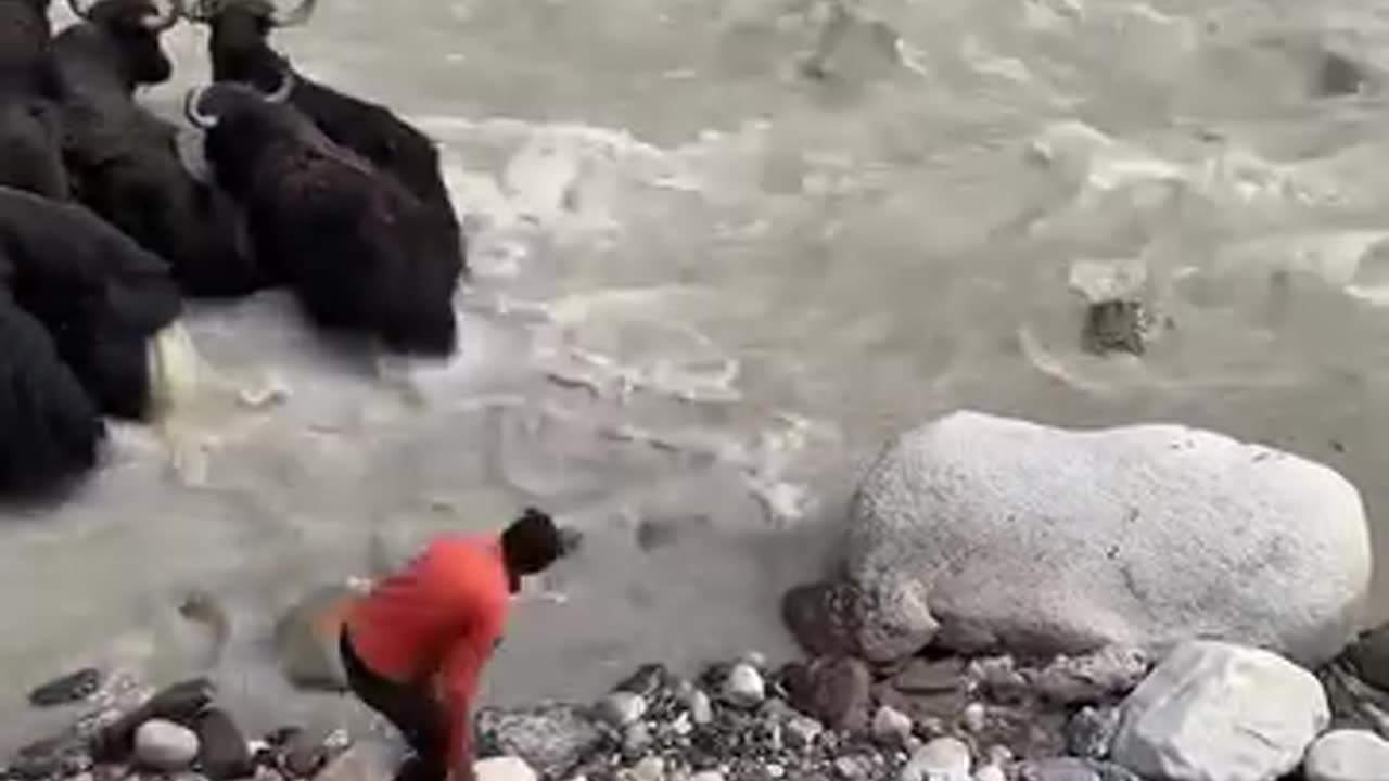 how yak crossing cold river in pakistan