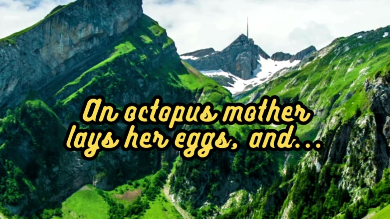 Animal Facts Octopus Motherhood #shorts