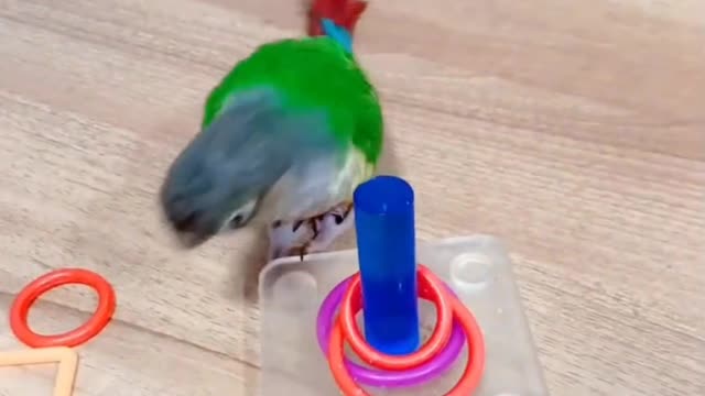 Parrots love to play