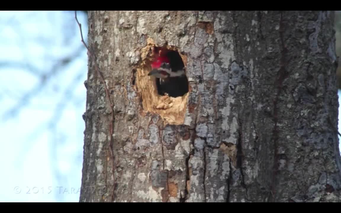 Woodpecker digging hole in tree