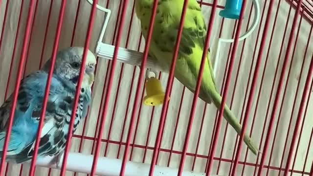 Budgie Birds