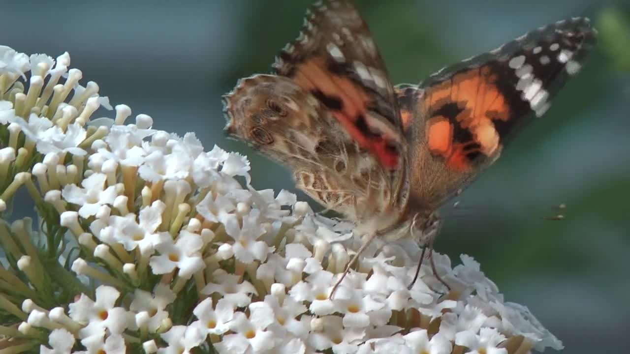 Beautiful butterfly videos.#1