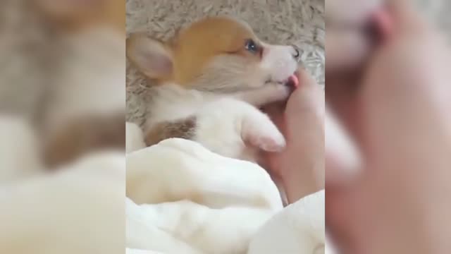 Little Corgi, likes to lick the palm of his master