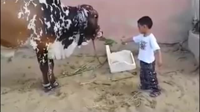 Funny Cow videos