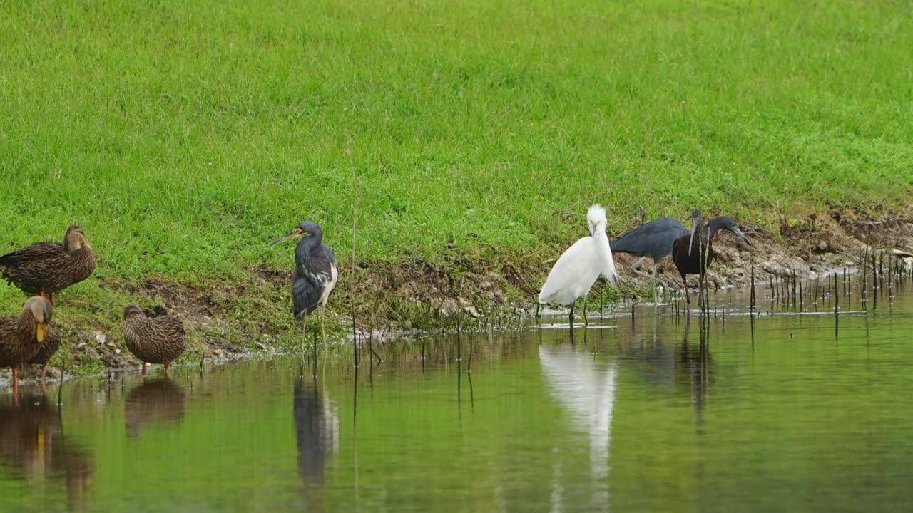 Five species of wading birds: 11-20-2024