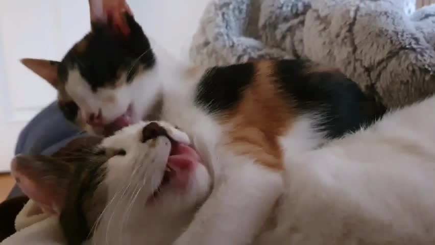 licking each other cat and kittern