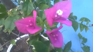 Beautiful spring flower in a cement vase on the sidewalk of the building [Nature & Animals]