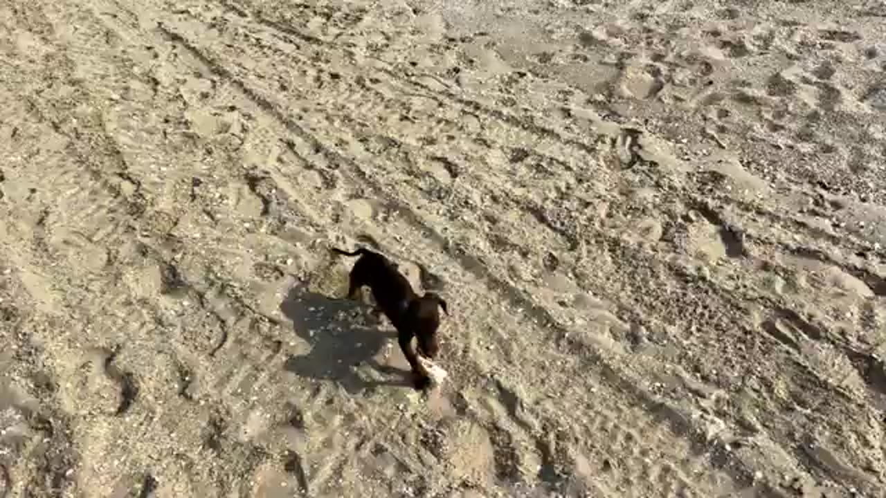 Dachshund puppy having fun on the beach.