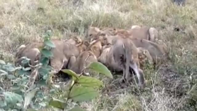 The lion family dinner today way is different from usual