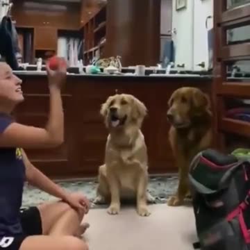 These cute dogs were bamboozled!