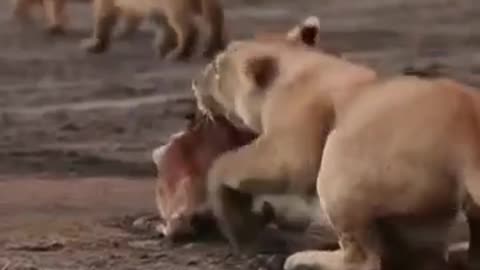 Lion kill baby Wildebeest