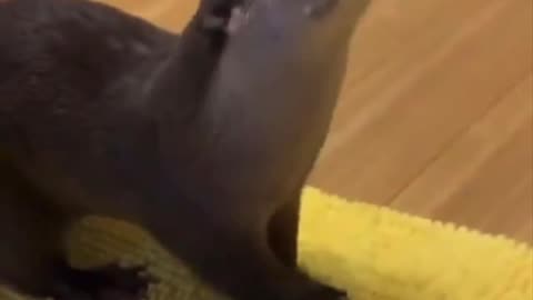Otters having fun
