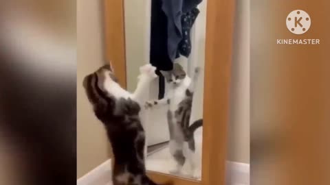 Cat funny video